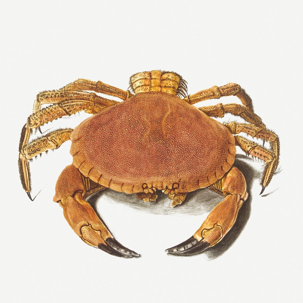 Vintage crab illustration