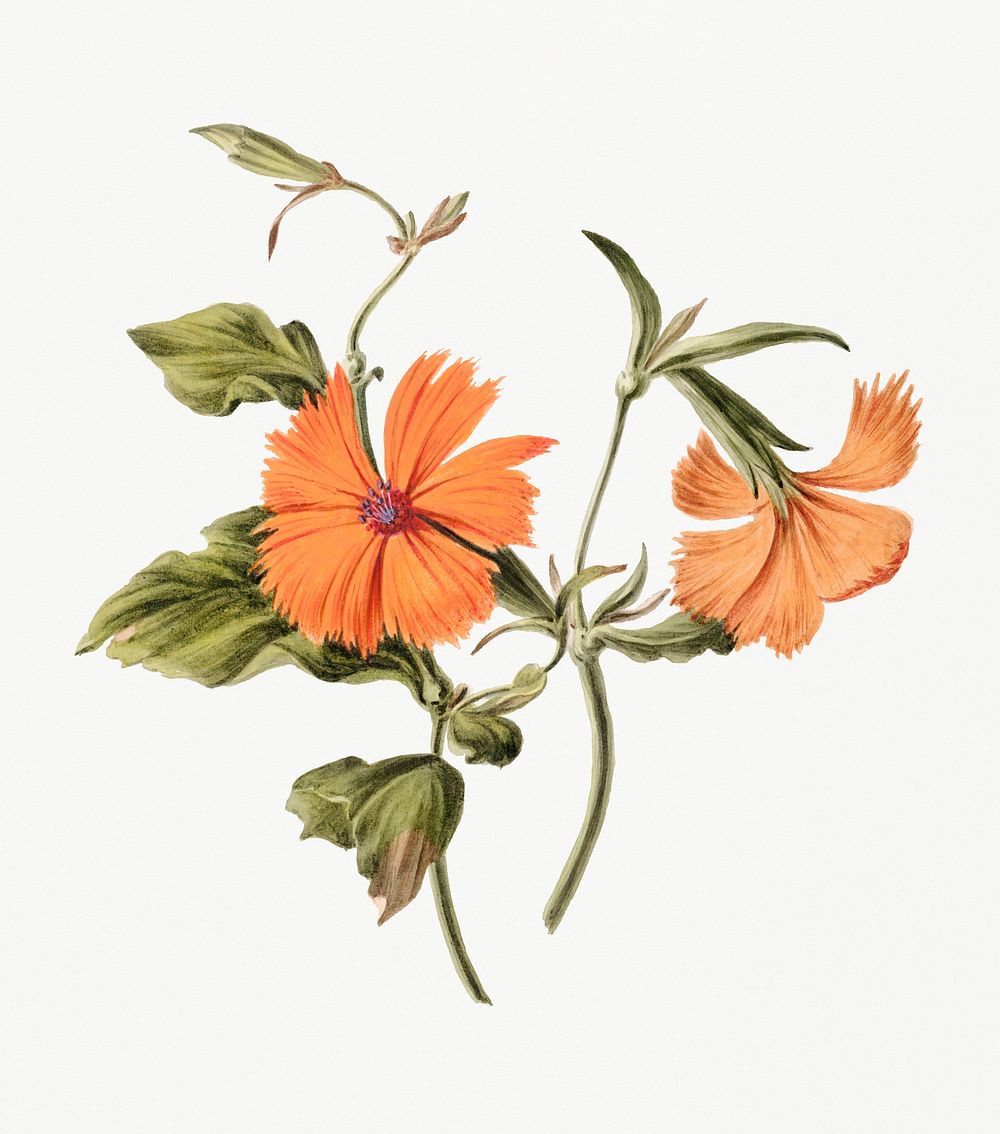 Vintage illustration of Orange flower | Premium PSD Illustration - rawpixel
