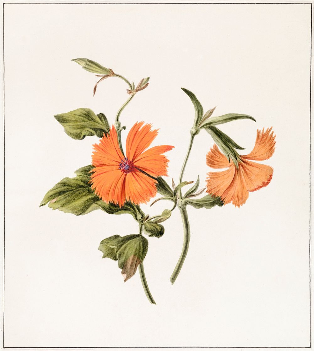 Orange flower by M. de Gijselaar (1820). Original from The Rijksmuseum. Digitally enhanced by rawpixel.