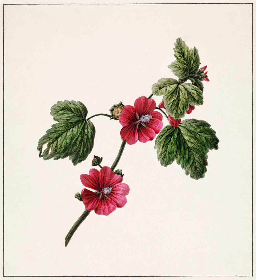 Chinese rose by M. de Gijselaar (1820). Original from The Rijksmuseum. Digitally enhanced by rawpixel.