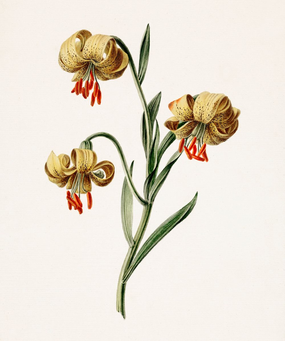 Yellow lilies by M. de Gijselaar (1834). Original from The Rijksmuseum. Digitally enhanced by rawpixel.
