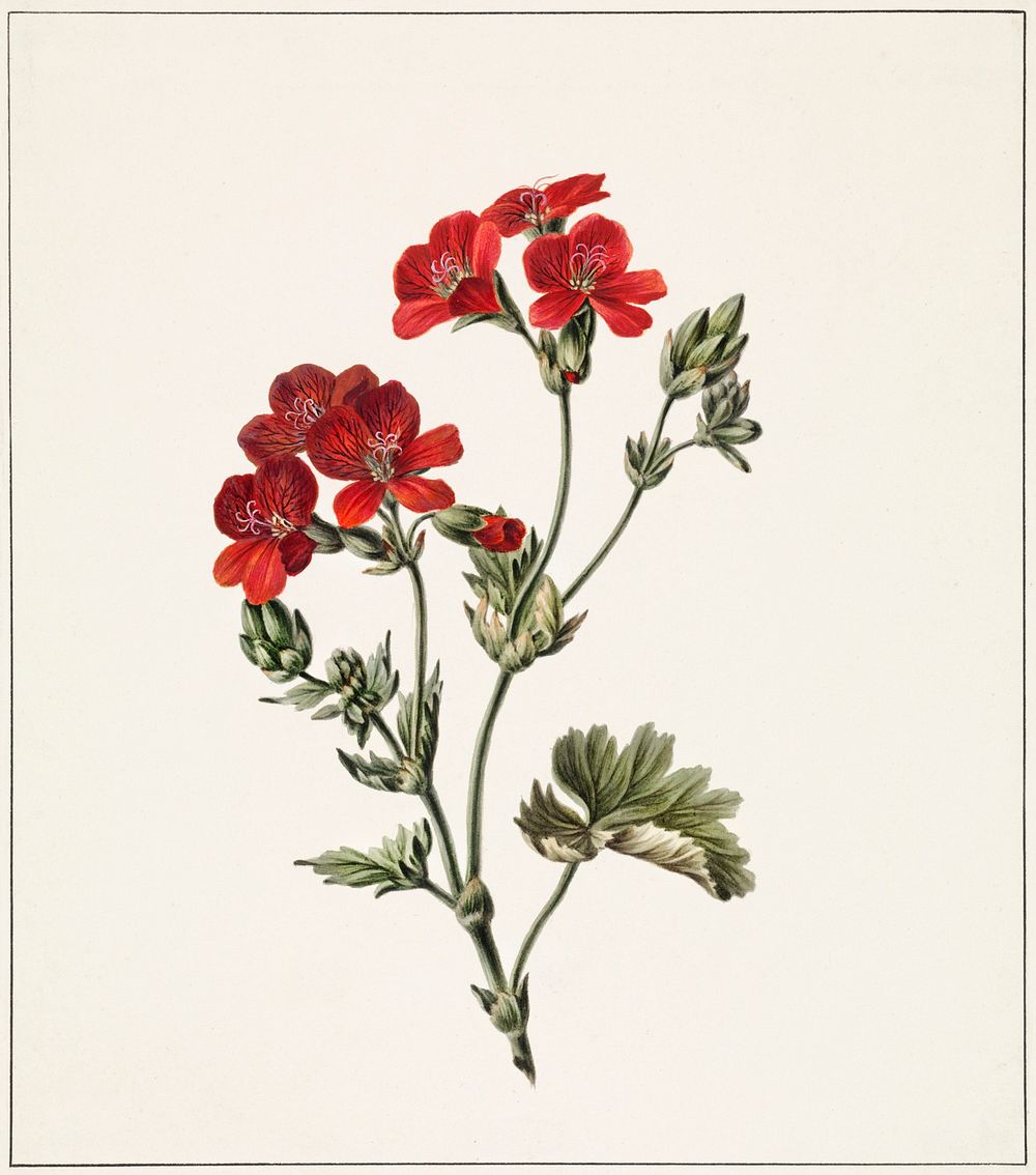 Red flower by M. de Gijselaar (1830). Original from The Rijksmuseum. Digitally enhanced by rawpixel.
