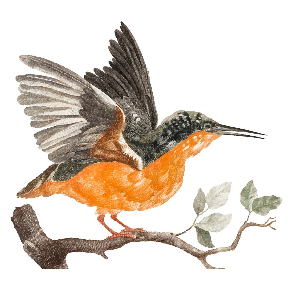 Vintage illustration of a Kingfisher