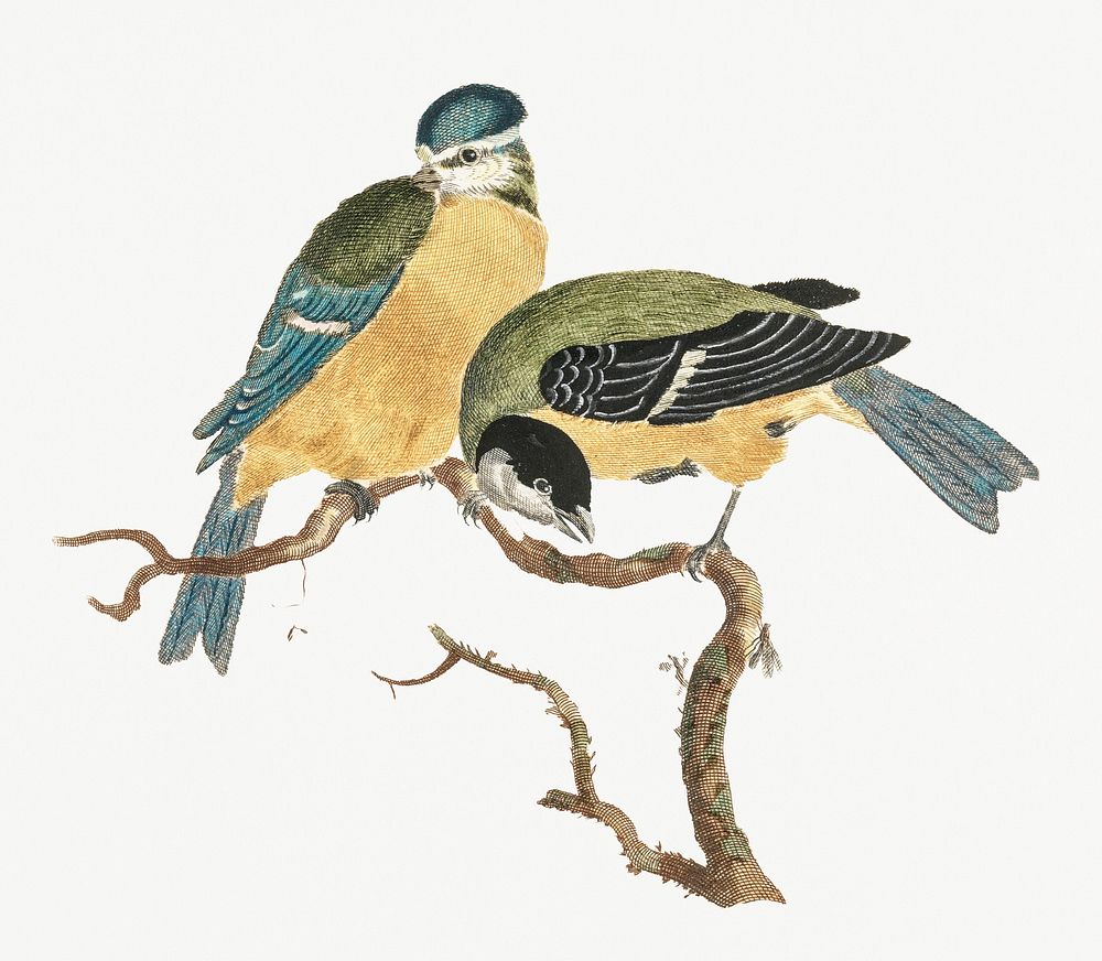 A Blue Tit and a Great Tit by Johan Teyler (1648-1709). Original from Rijks Museum. Digitally enhanced by rawpixel.