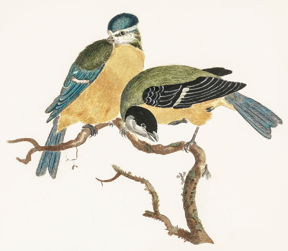 A Blue Tit and a Great Tit by Johan Teyler (1648-1709). Original from The Rijksmuseum. Digitally enhanced by rawpixel.