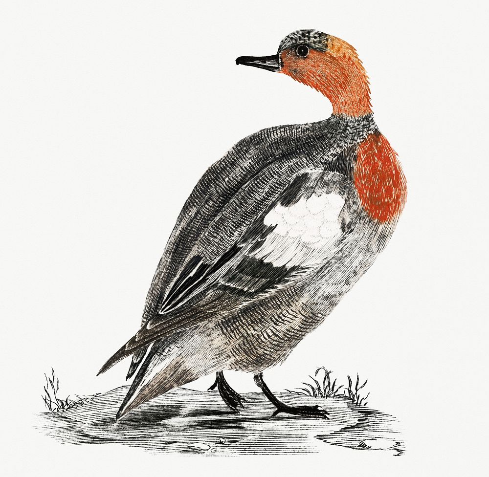 A Duck by Johan Teyler (1648-1709). Original from Rijks Museum. Digitally enhanced by rawpixel.