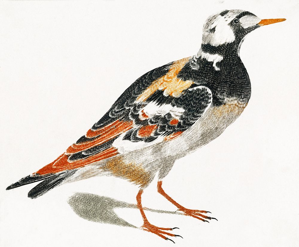 A Turnstone by Johan Teyler (1648-1709). Original from The Rijksmuseum. Digitally enhanced by rawpixel.