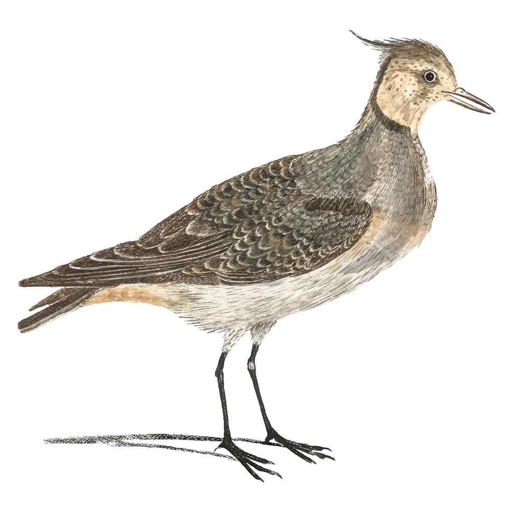 Vintage illustration of a Lapwing