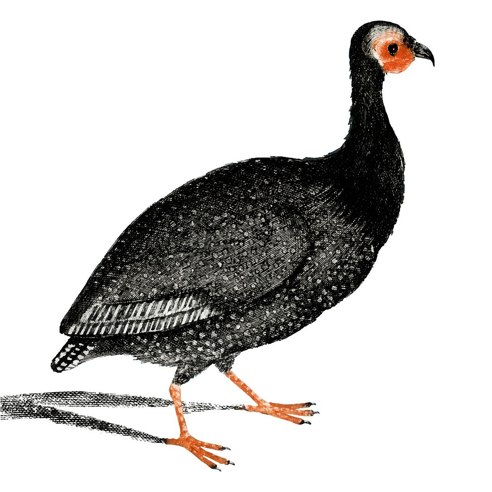 Vintage illustration of a Guinea Fowl