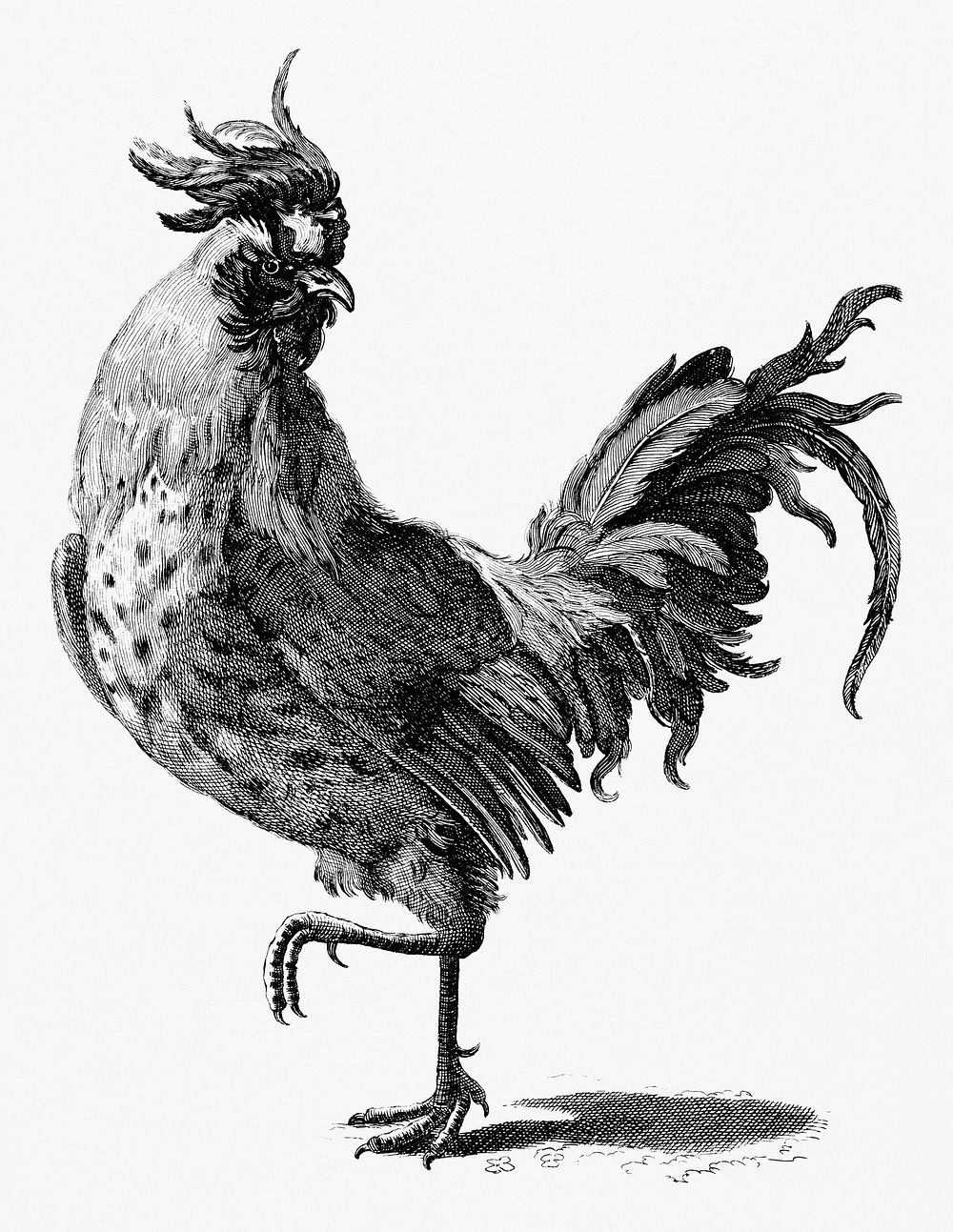 A Cock by Johan Teyler (1648-1709). Original from Rijks Museum. Digitally enhanced by rawpixel.