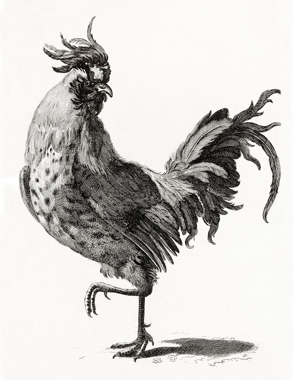 A Cock by Johan Teyler (1648-1709). Original from The Rijksmuseum. Digitally enhanced by rawpixel.