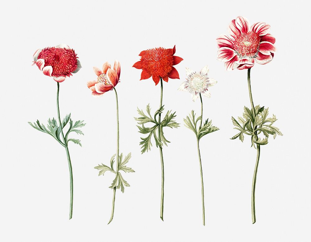 Five Studies of Anemones by an anonymous artist (c.1760-c.1770). Original from Rijks museum. Digitally enhanced by rawpixel.