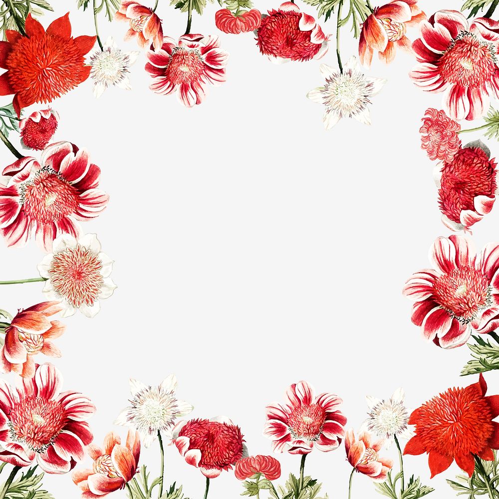 Hand drawn red anemone flower frame with design space