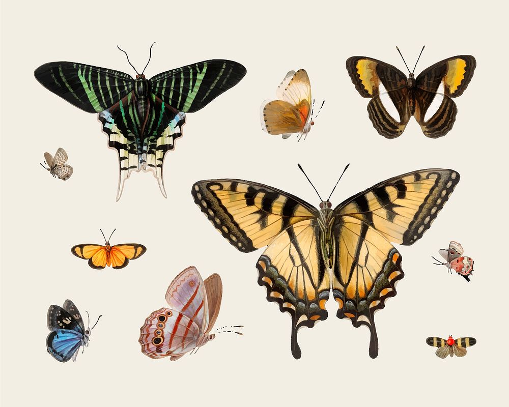 Vintage illustration of Butterflies