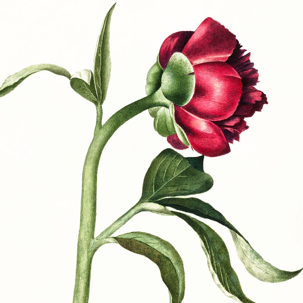 Vintage illustration of a peony flower