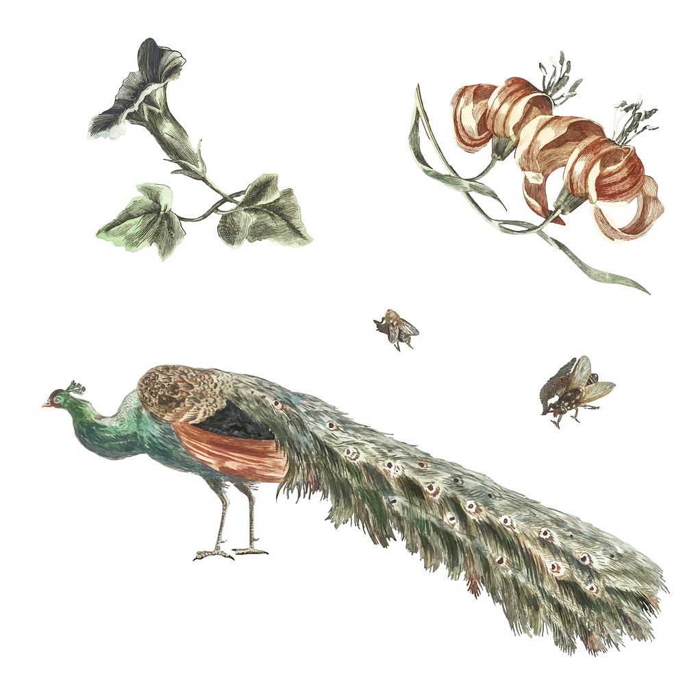 Vintage illustration of Convolvulus, Lilies, Two Flies and a Peacock