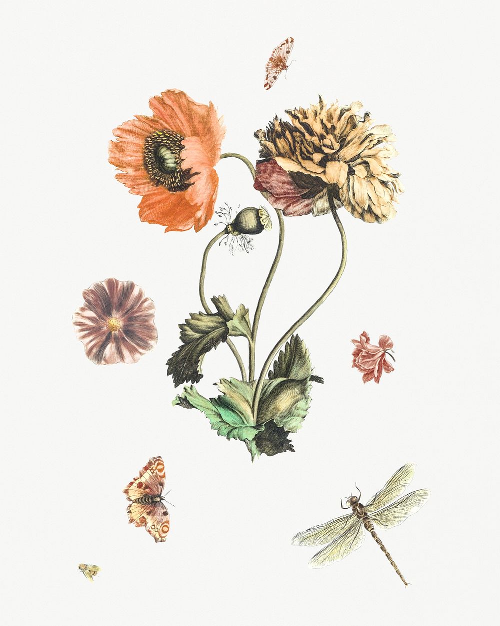 Three poppies, two butterflies, a fly and a dragonfly by Johan Teyler (1648-1709). Original from Rijks Museum. Digitally…