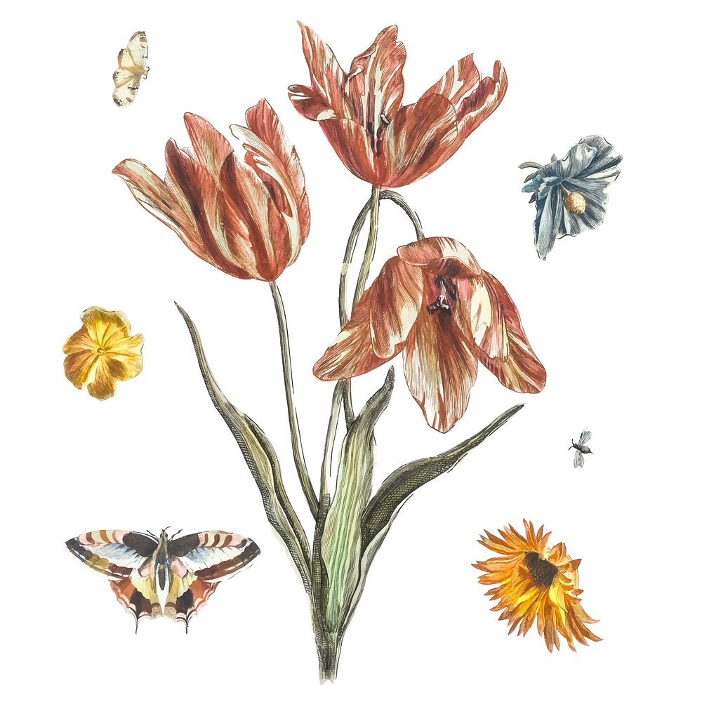 Vintage illustration of flowers, butterflies and a fly