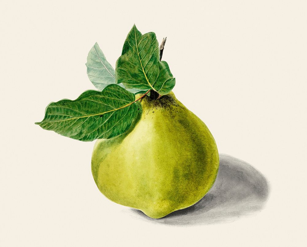 Vintage illustration of pear