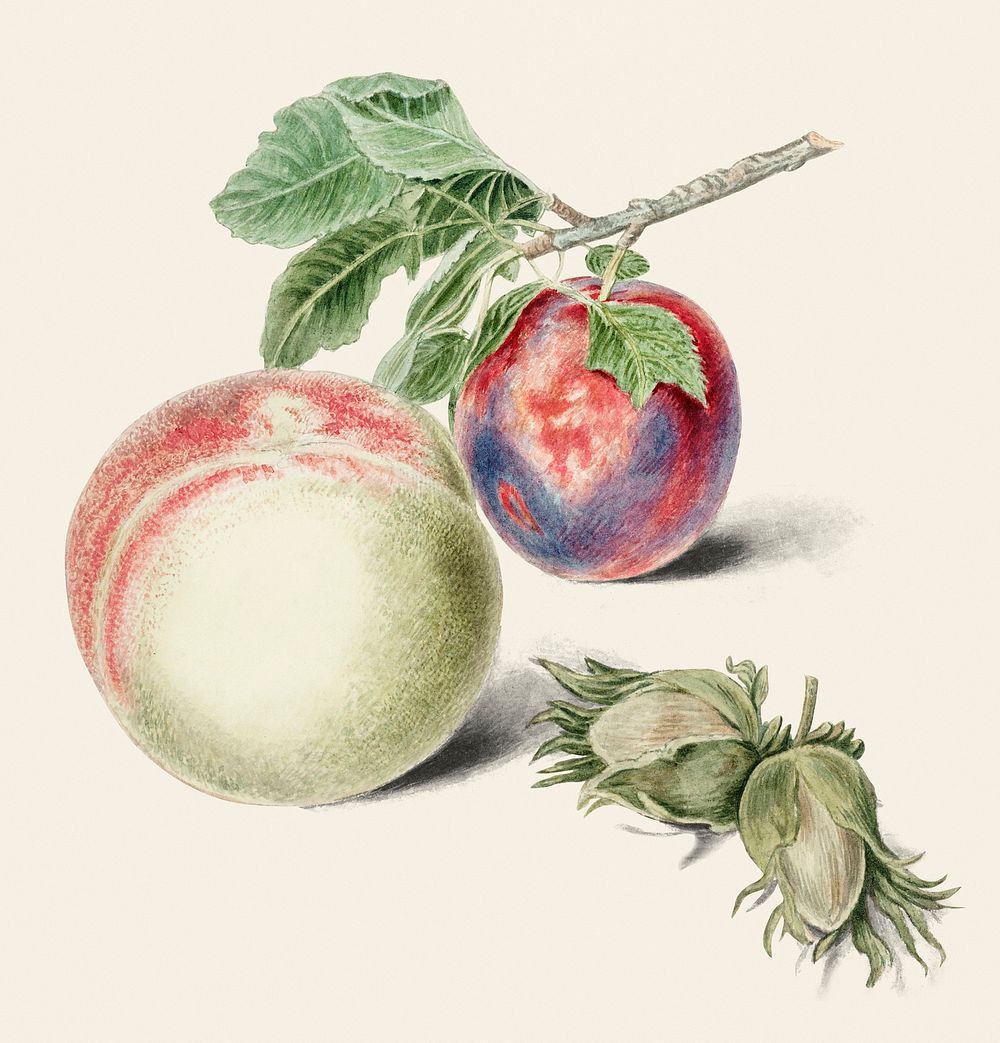 Vintage illustration of Peach and plum