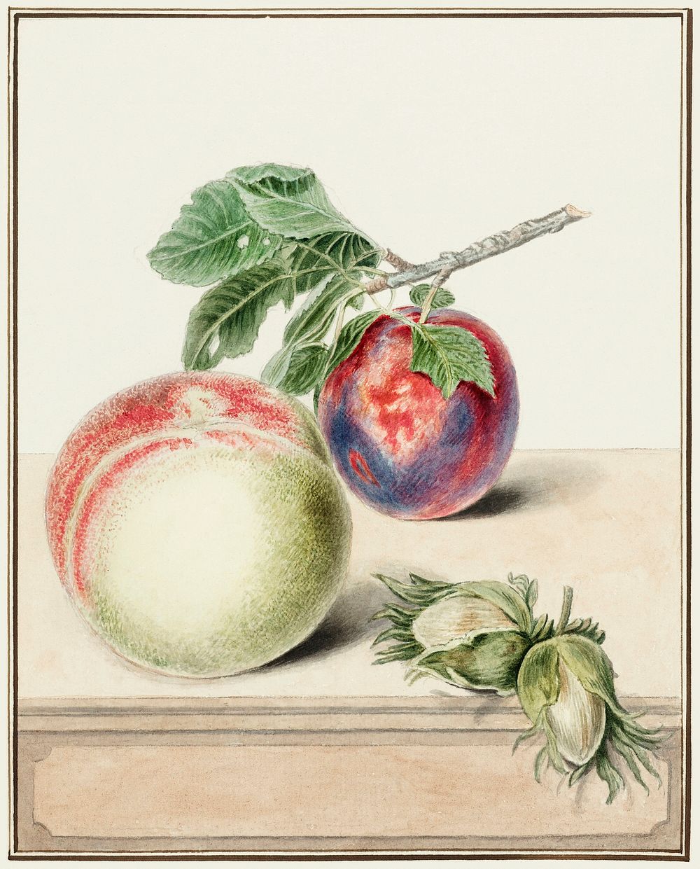 Peach and plum by Elisabeth Geertruida van de Kasteele, after Michiel van Huysum (1714-1810). Original from The Rijksmuseum.…