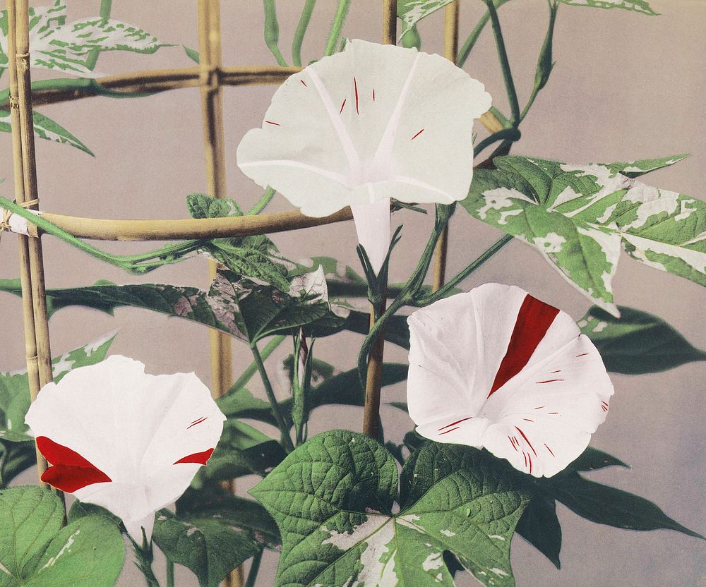 Beautiful photomechanical prints of Striped Bindweed Flowers (1887&ndash;1897) by Ogawa Kazumasa. Original from The…