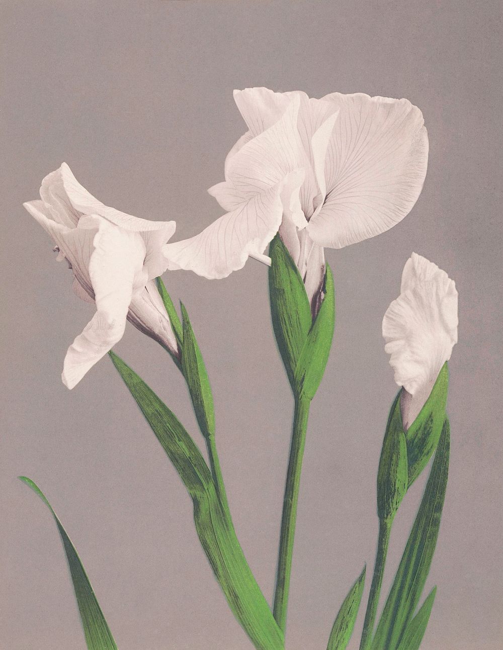 Beautiful photomechanical prints of White Irises (1887&ndash;1897) by Ogawa Kazumasa. Original from The Rijksmuseum.…