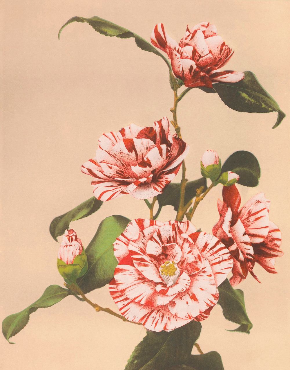 Beautiful photomechanical prints of Striped Camellias (1887&ndash;1897) by Ogawa Kazumasa. Original from The Rijksmuseum.…