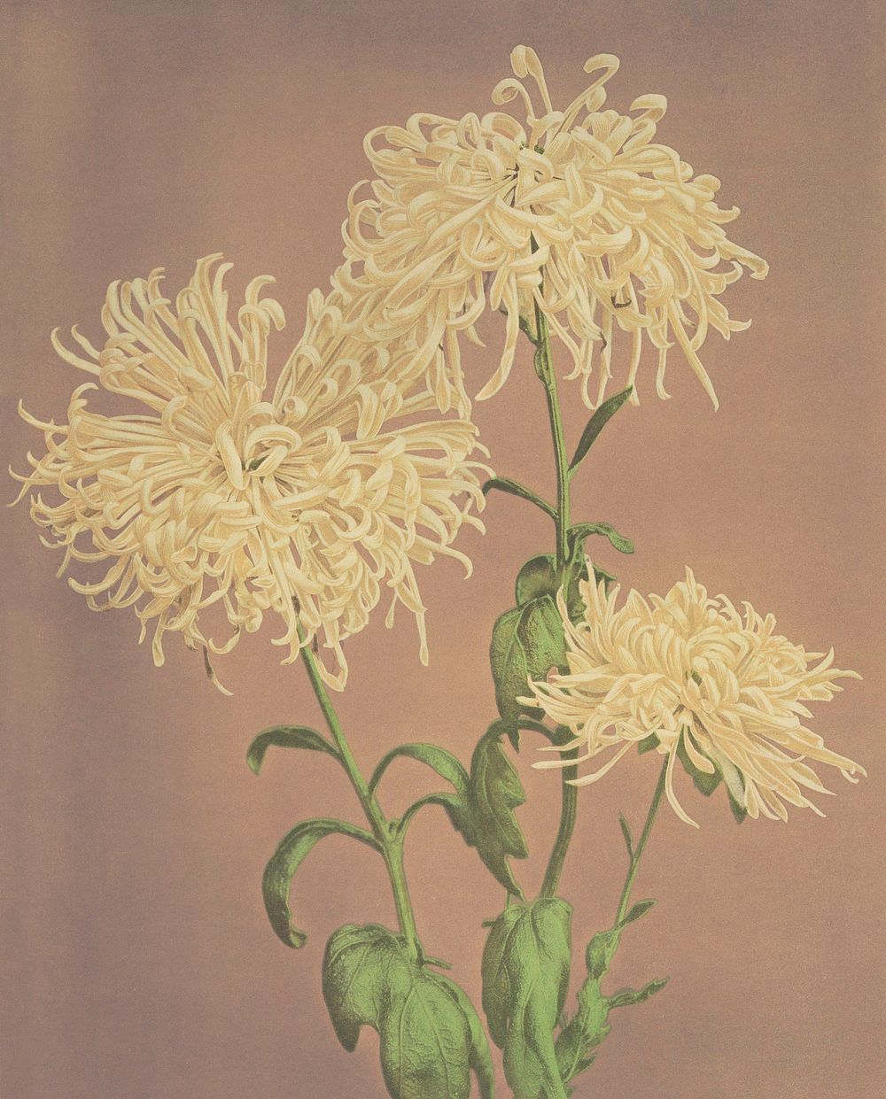 Beautiful photomechanical prints of Three Yellow Chrysanthemums (1887&ndash;1897) by Ogawa Kazumasa. Original from The…
