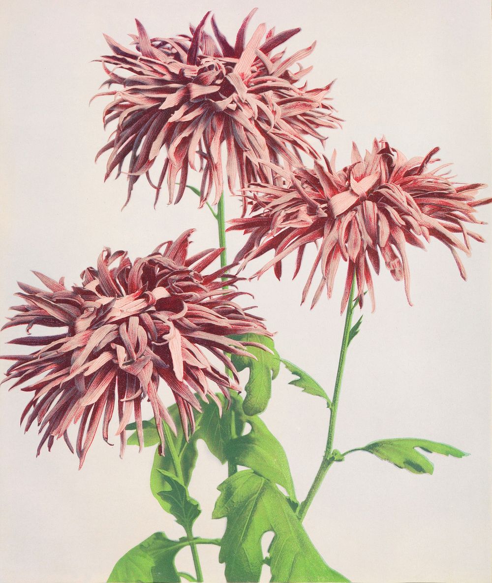 Beautiful photomechanical prints of Three Pink Chrysanthemum (1887&ndash;1897) by Ogawa Kazumasa. Original from The…
