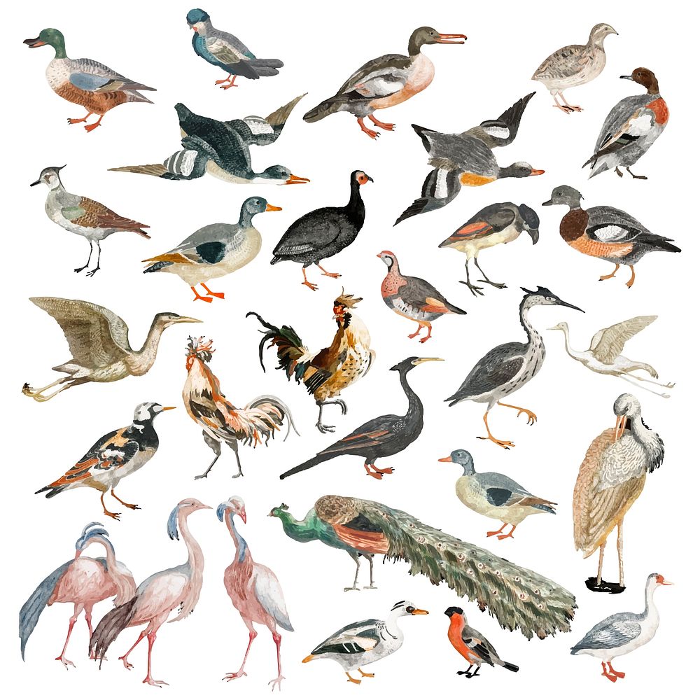 Vintage illustration of various species of birds