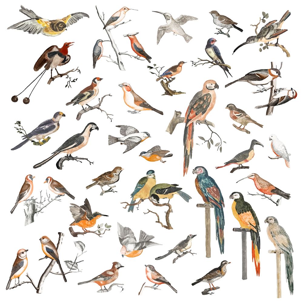 Vintage illustration of various species of birds