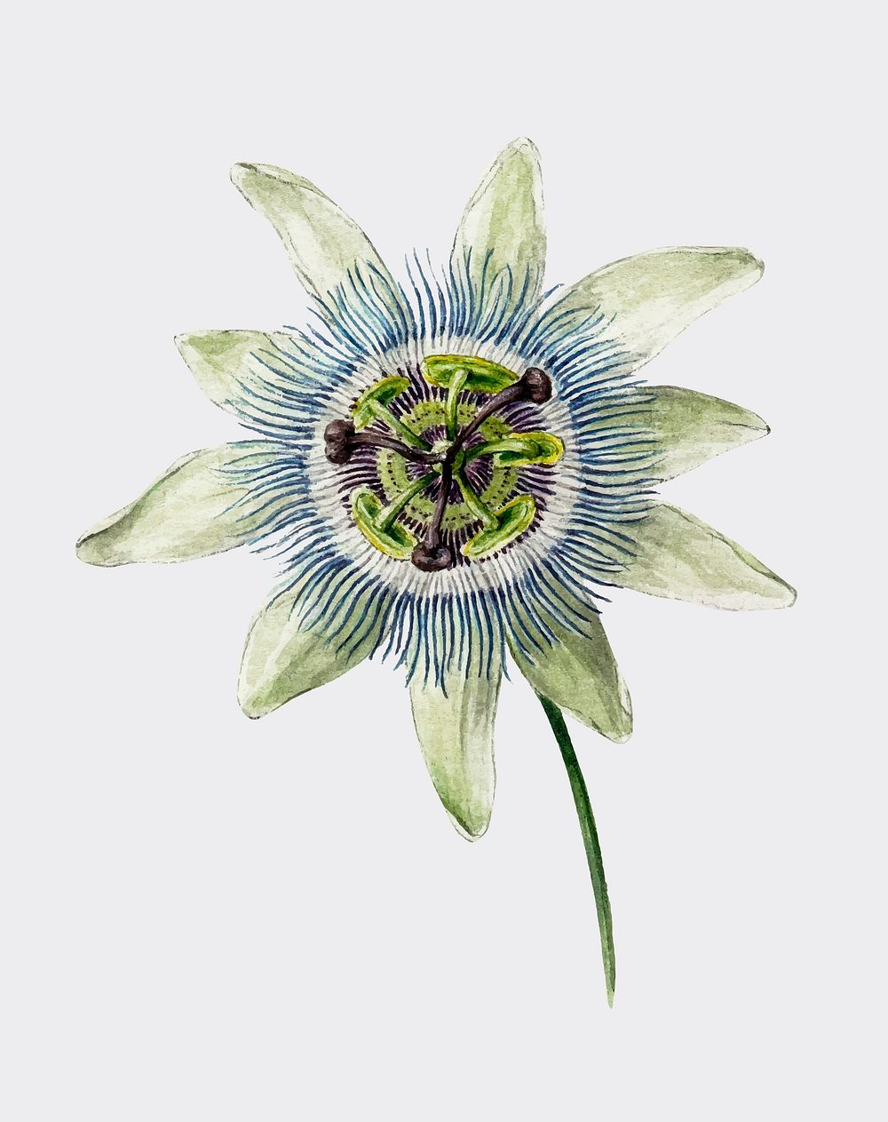 Passion Flower (1825) by Jean Bernard (1775-1883). Original from the Rijks Museum. Digitally enhanced by rawpixel.
