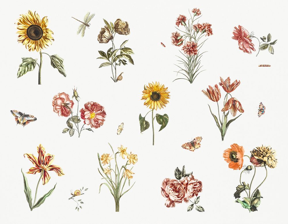 Various flowers by Johan Teyler (1648-1709). Original from Rijks Museum. Digitally enhanced by rawpixel.