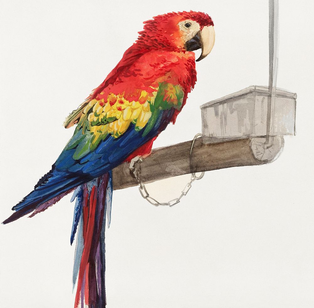 Parrot (1879) by Louis Charles Bombled. Original from The Rijksmuseum. Digitally enhanced by rawpixel.
