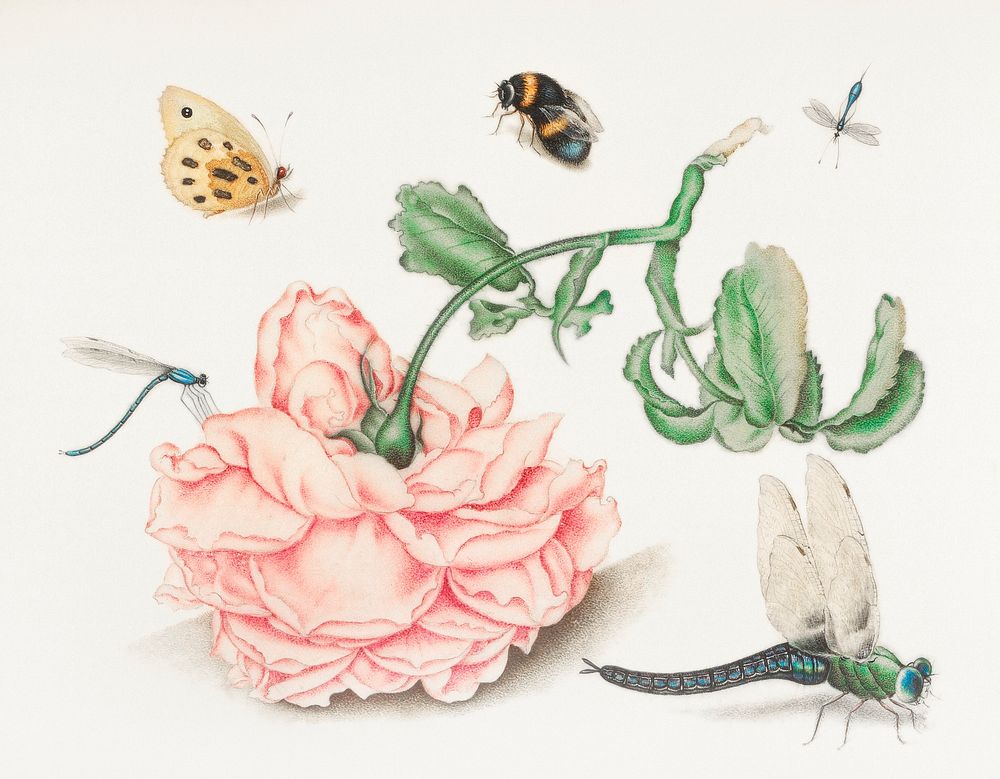 A Rose and Five Insects (1618) attributed to Christoffel van den Berghe. Original from The Rijksmuseum. Digitally enhanced…