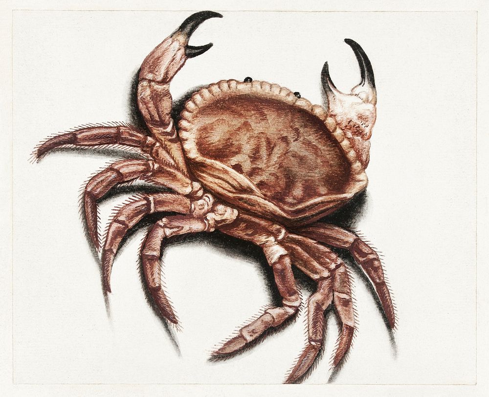 Crab by anonymous (1560&ndash;1585). Original from The Rijksmuseum. Digitally enhanced by rawpixel.