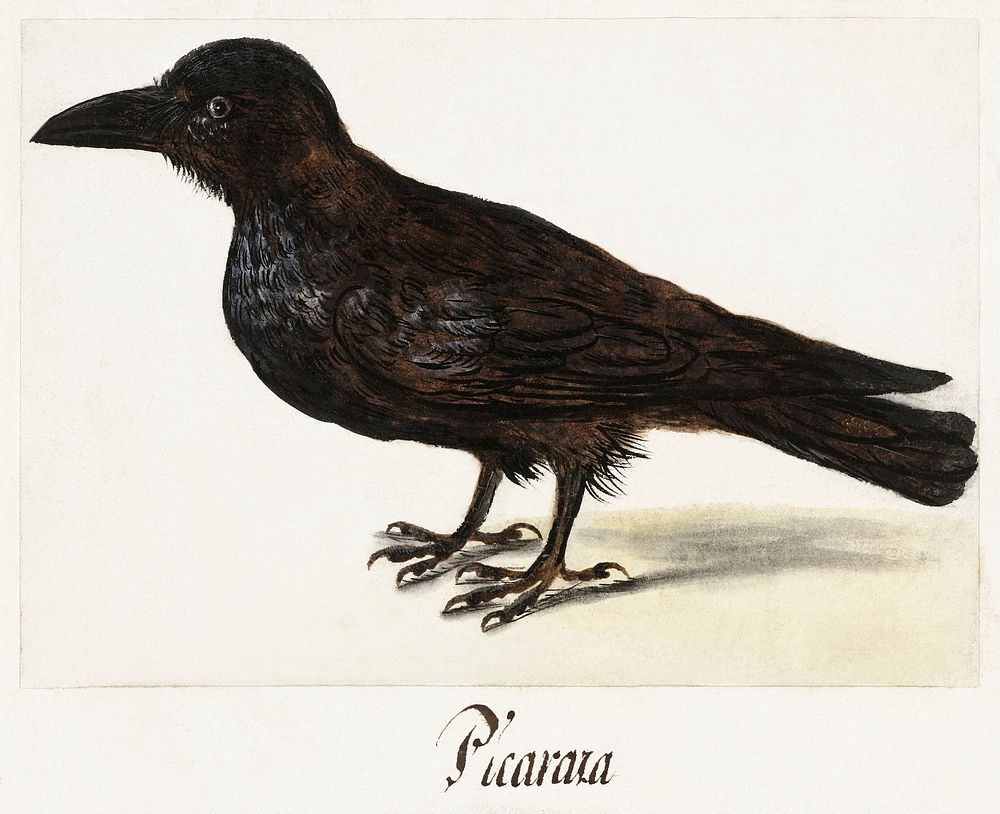Black crow (1560&ndash;1585) by anonymous. Original from The Rijksmuseum. Digitally enhanced by rawpixel.