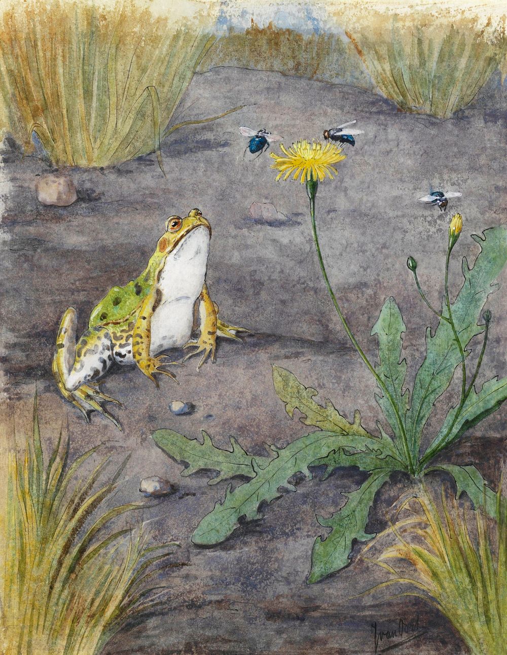 Frog by a Dandelion with Flies (1877&ndash;1938) by Jan van Oort. Original from The Rijksmuseum. Digitally enhanced by…