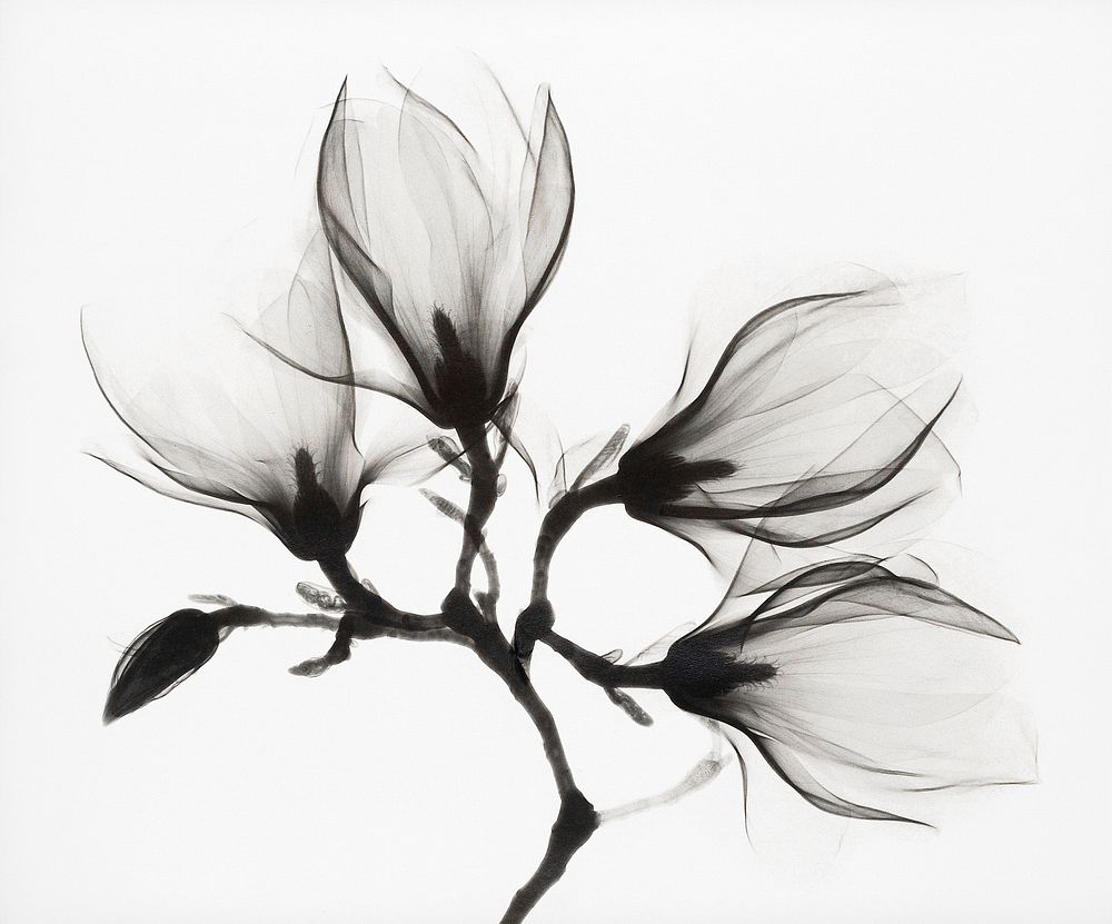 Magnolia Branch with Four Flowers (ca. 1910-1925). Original from the Rijksmuseum. Digitally enhanced by rawpixel.  