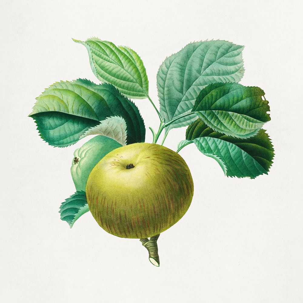 Green apples psd with leaves art print, remixed from artworks by Henri-Louis Duhamel du Monceau