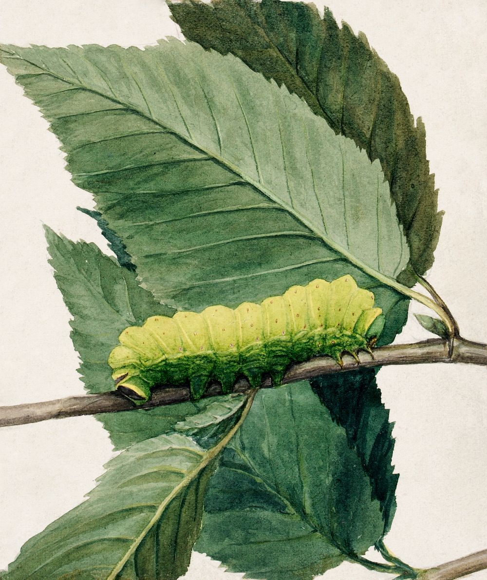 Lunar Caterpillar, study for book Concealing Coloration in the Animal Kingdom painting in high resolution by Abbott…