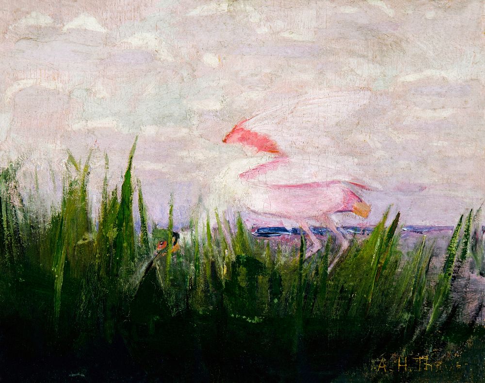 Roseate Spoonbill, study for book Concealing Coloration in the Animal Kingdom (ca.1905&ndash;1909) painting in high…