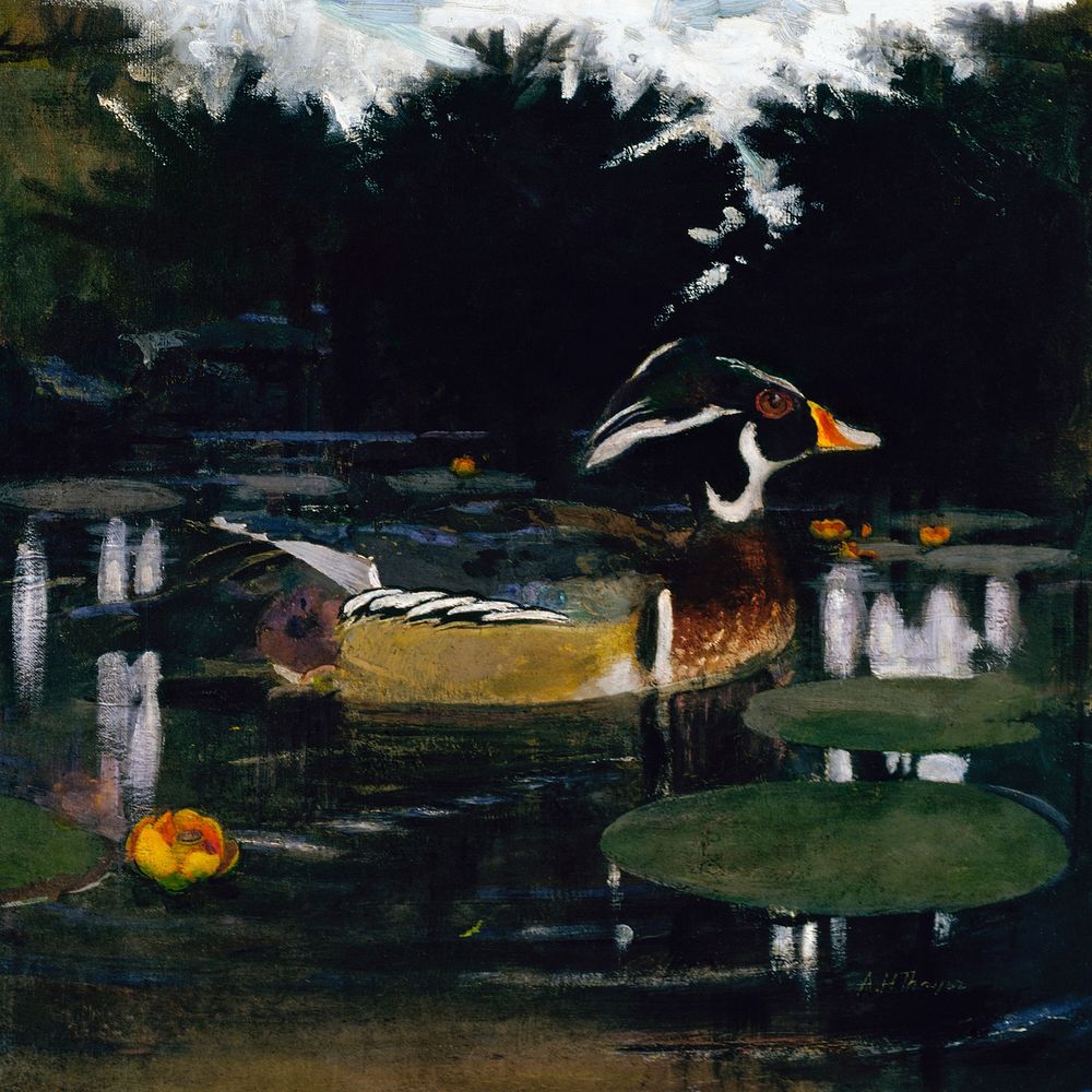 Male Wood Duck in a Forest Pool, study for book Concealing Coloration in the Animal Kingdom (ca.1905&ndash;1909) painting in…