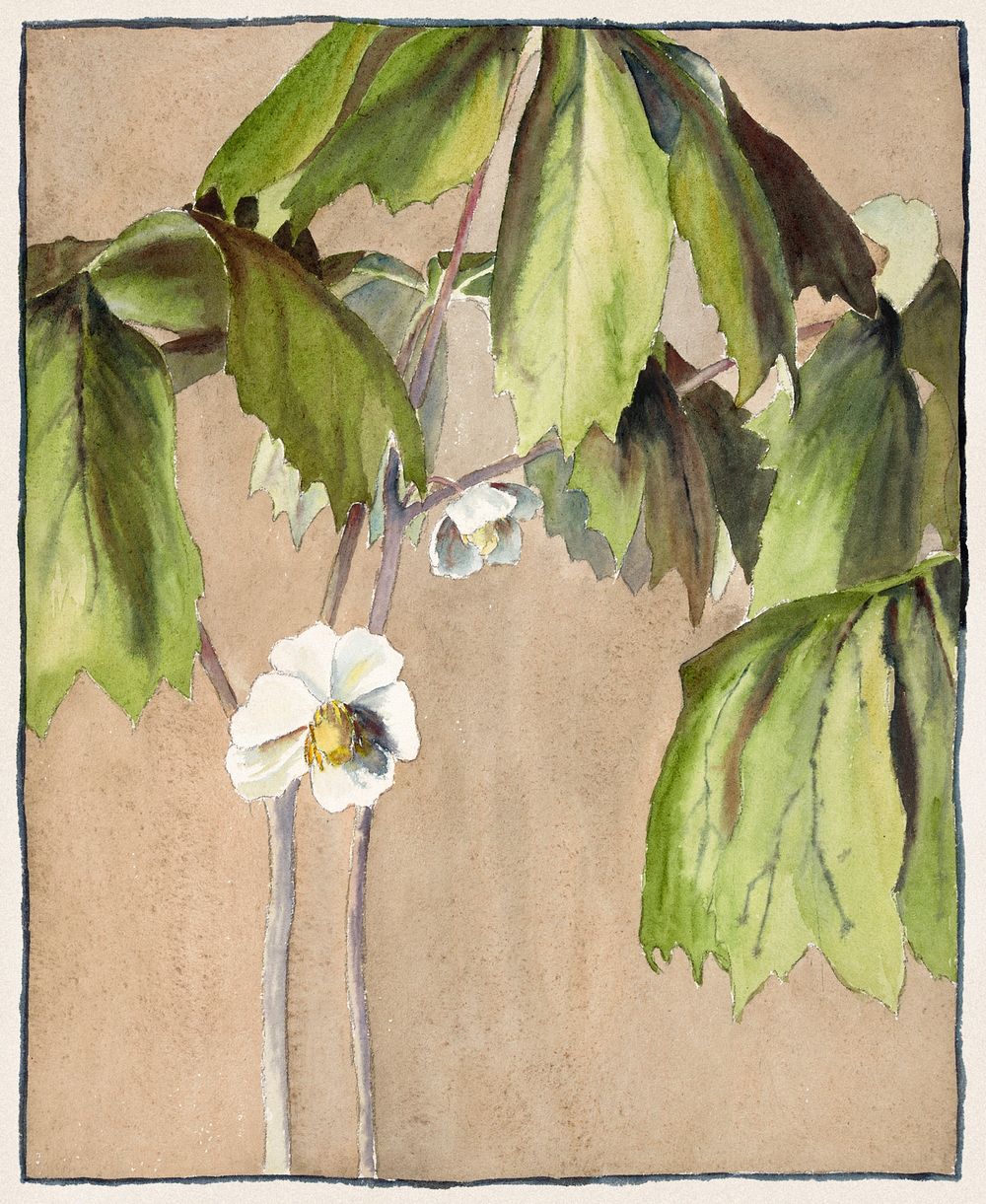 May Apple (1915) by Hannah Borger Overbeck. Original from The Los Angeles County Museum of Art. Digitally enhanced by…