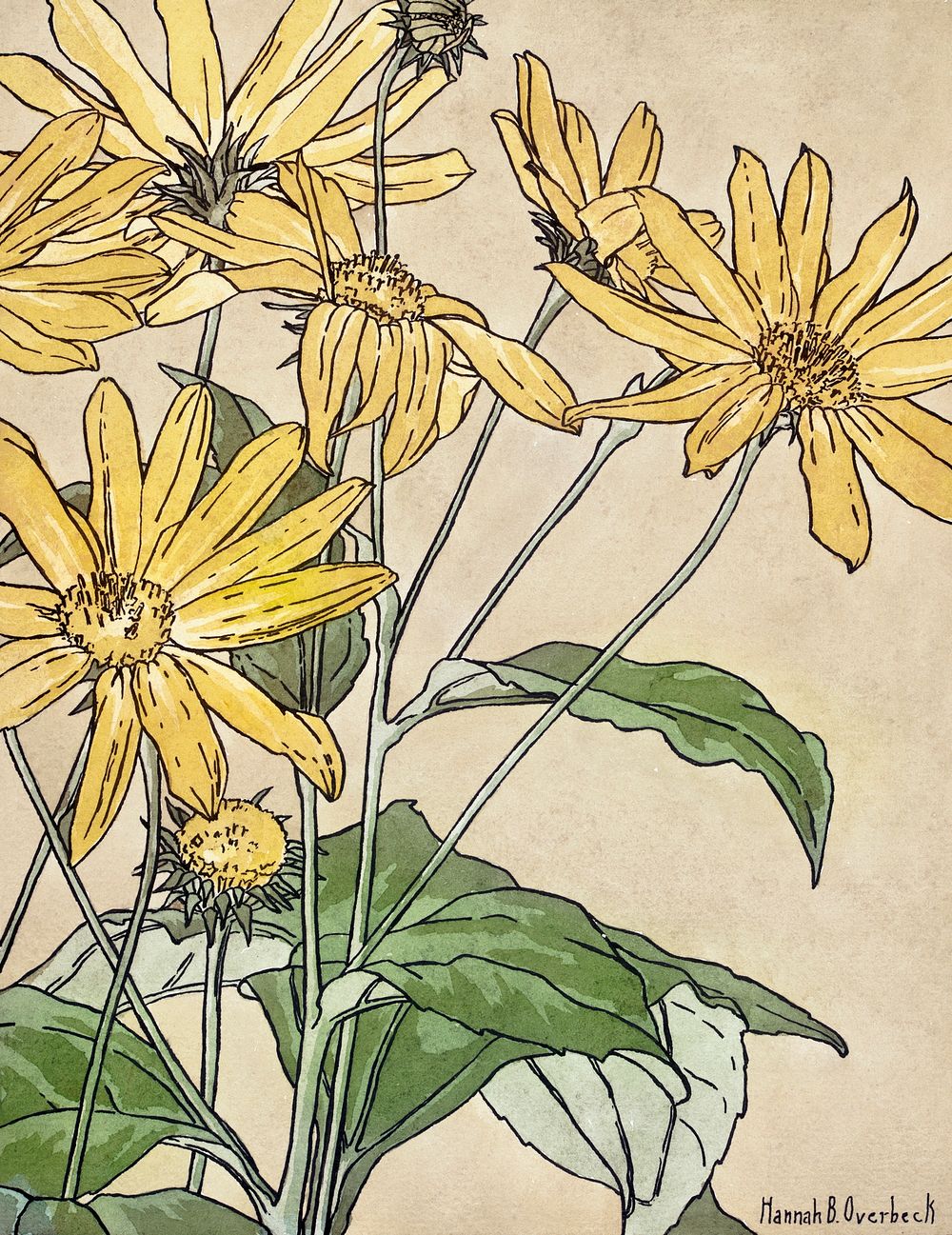 Sunflowers (1915) by Hannah Borger Overbeck. Original from The Los Angeles County Museum of Art. Digitally enhanced by…