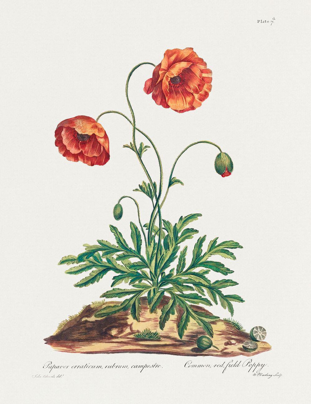 Common, Red Field Poppy (1775) in high resolution by John Edwards. Original from The Minneapolis Institute of Art. Digitally…