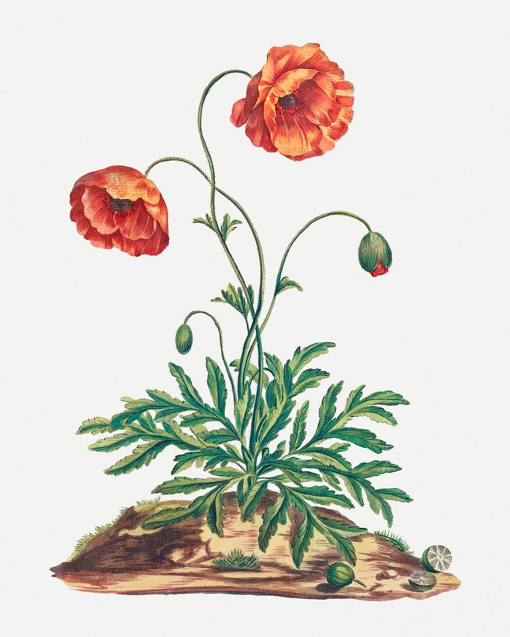 Poppy psd vintage floral art print, remixed from artworks by John Edwards