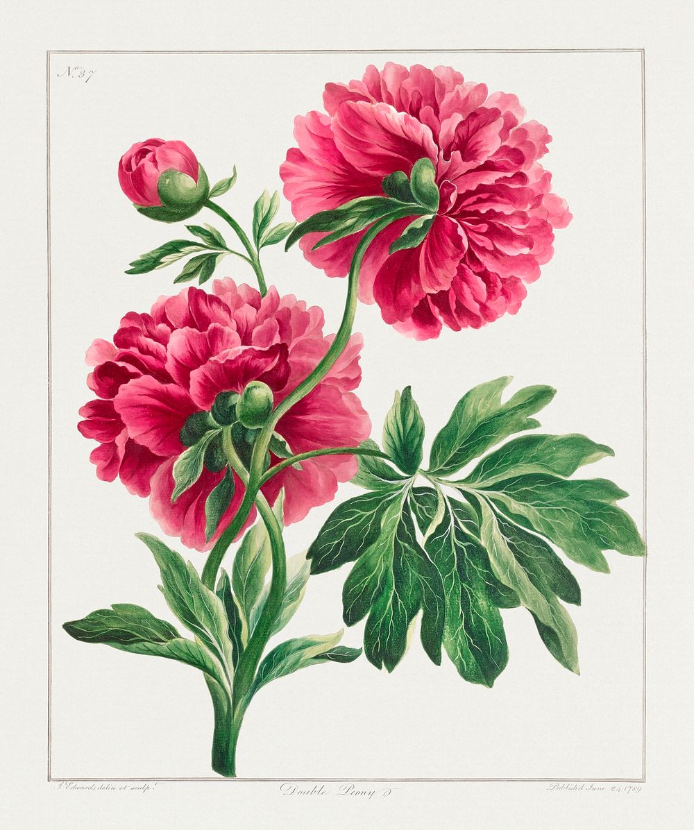 Double Peony (1789) in high resolution by John Edwards. Original from The Minneapolis Institute of Art. Digitally enhanced…