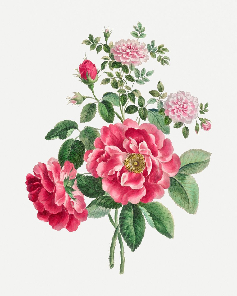 Vintage pink rose floral art print, remixed from artworks by John Edwards